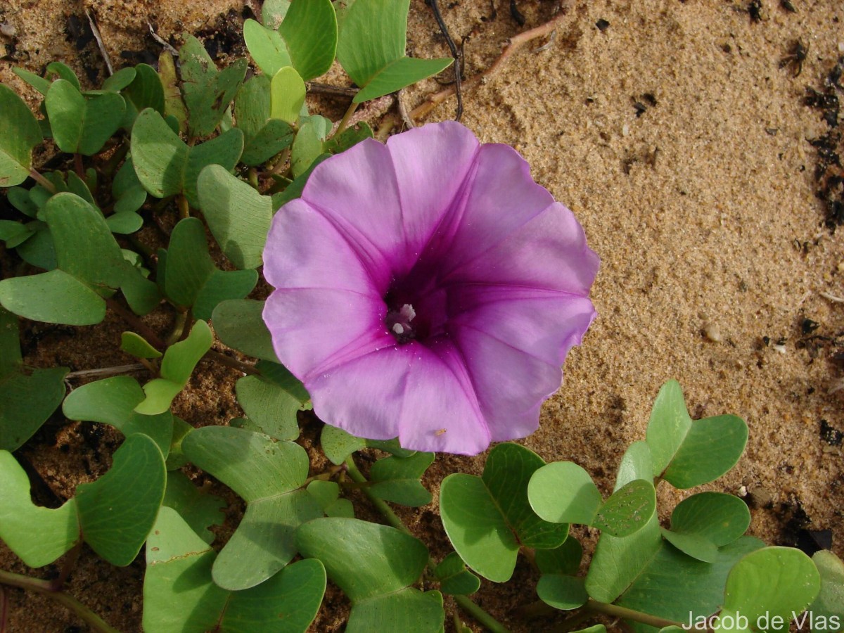 Ipomoea pes-caprae (L.) R.Br.